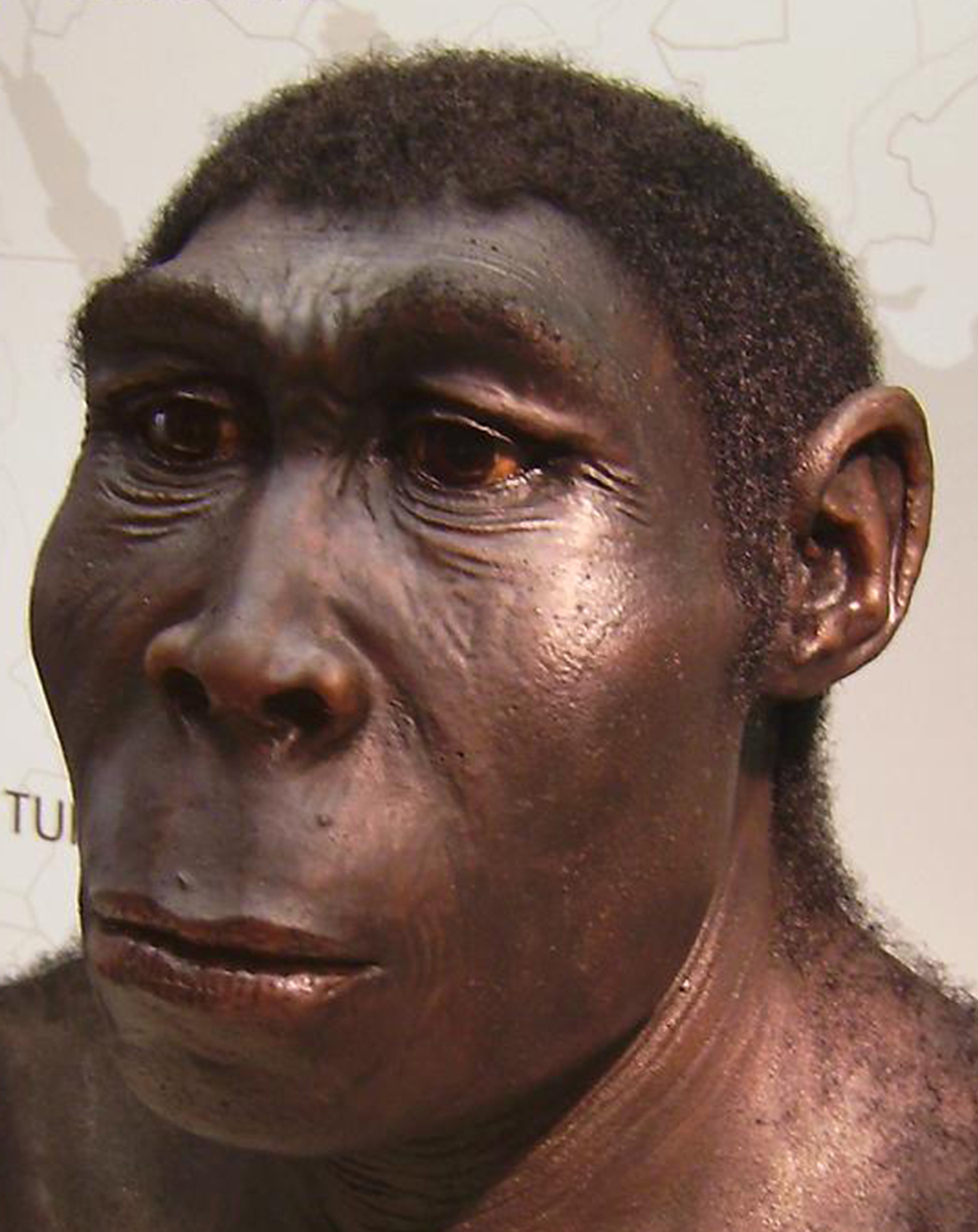 Homo Erectus Clothing