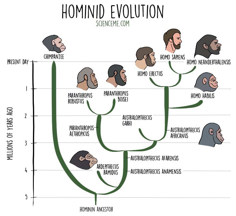 Early Hominids Timeline   Hominid Evolution Timeline 